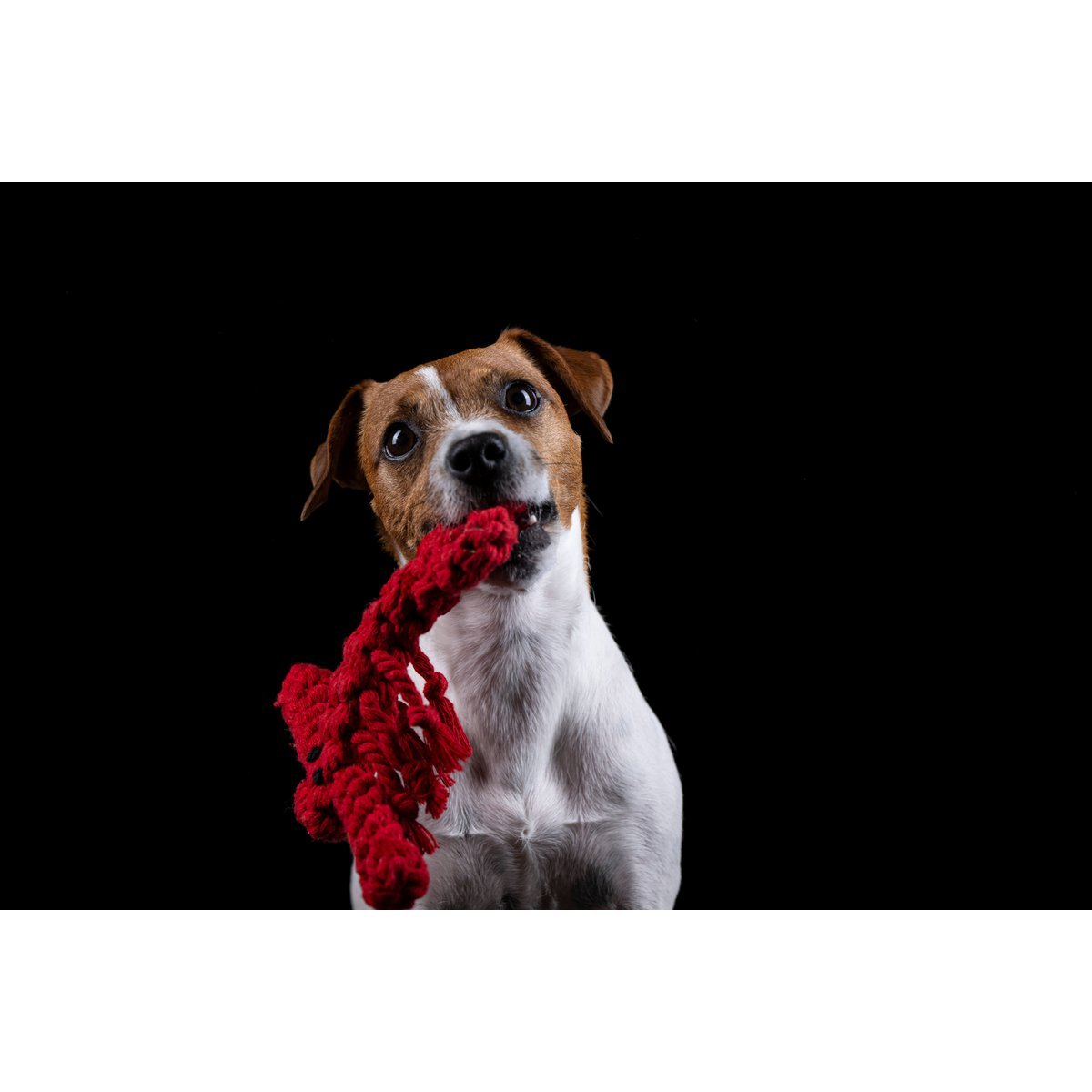 Hundespielzeug - Tiny Paws Boutique