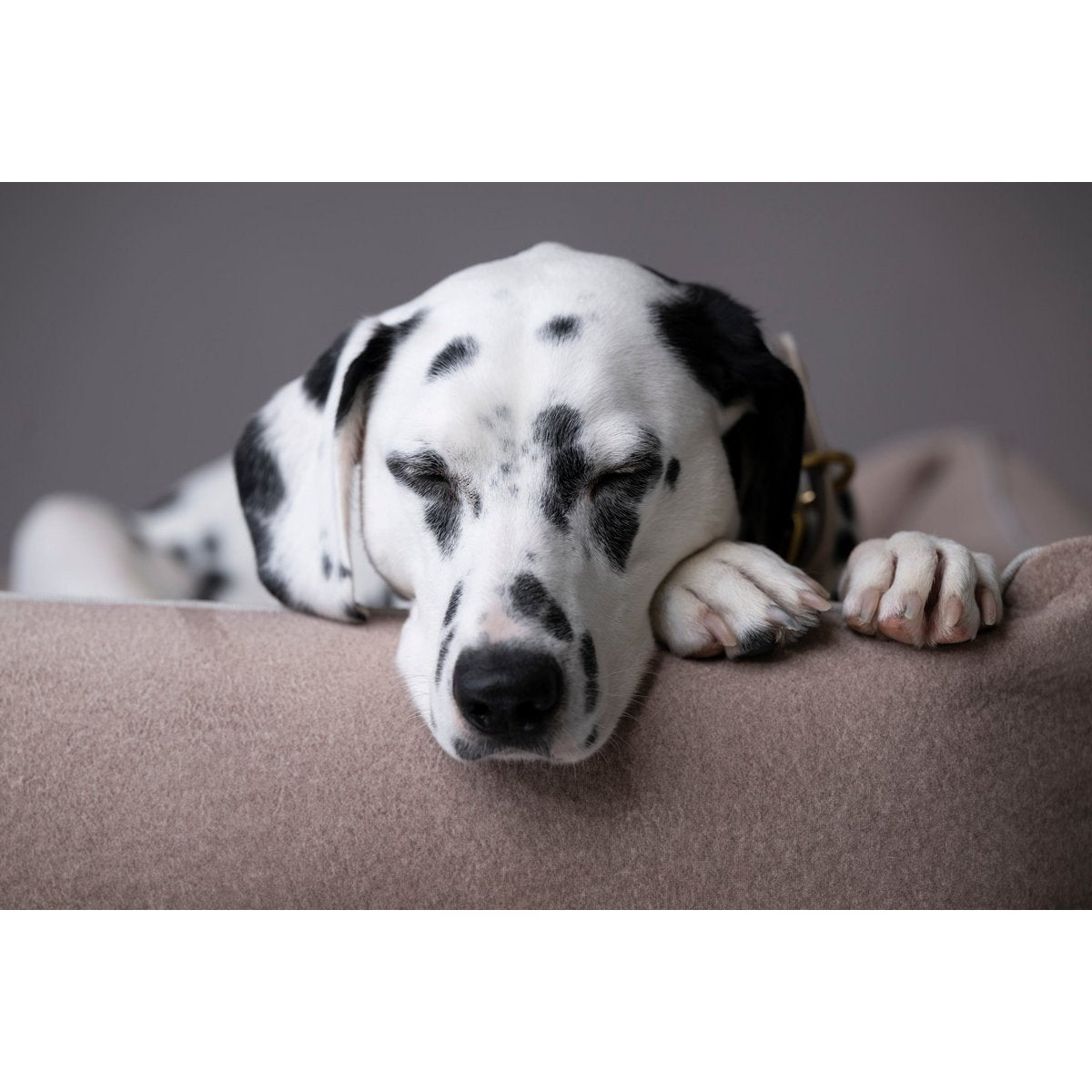 Schlafen - Tiny Paws Boutique