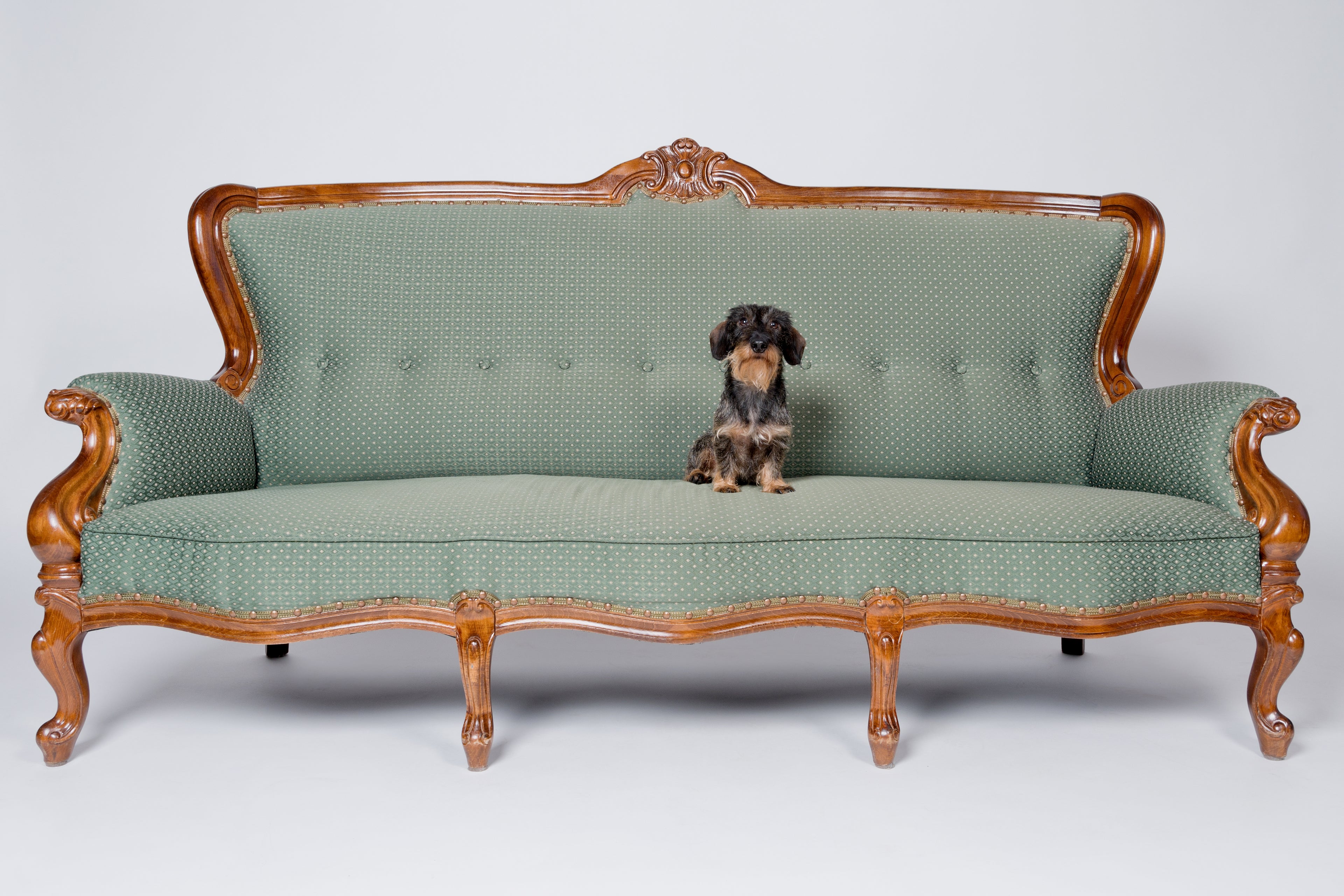 Hund auf Sofa