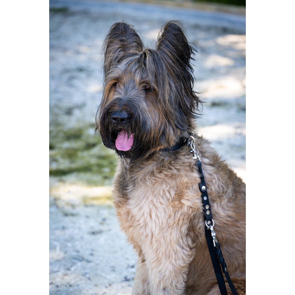 GIRO Black - Klassische Leine für jeden Einsatz - Tiny Paws Boutique