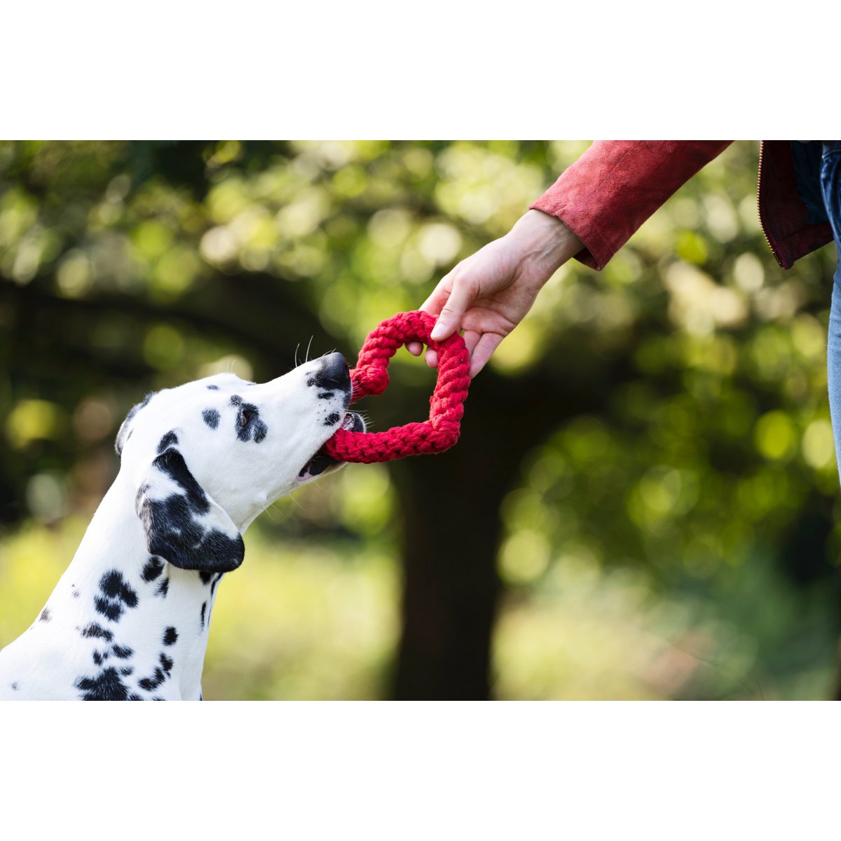 Madame LABONI - Spielzeug-Set für Hunde