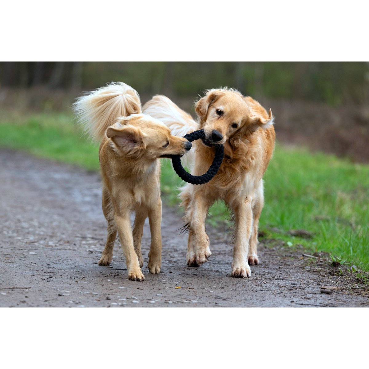 Ringo Ring - Kult-Spielzeug für Hunde