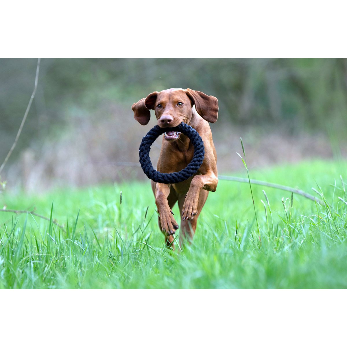 Ringo Ring - Kult-Spielzeug für Hunde