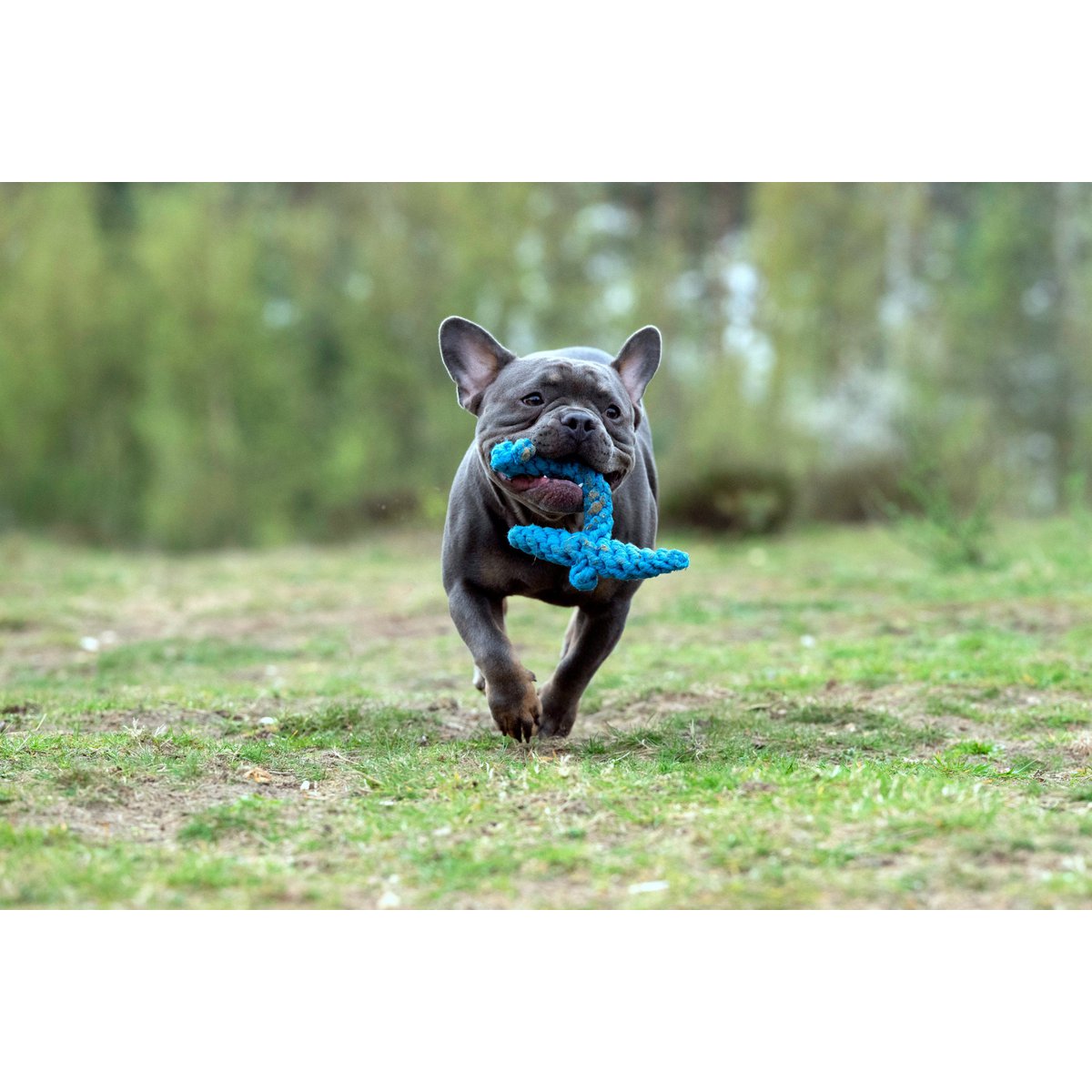Ahoy LABONI - Spielzeug - Set für Hunde - Tiny Paws Boutique