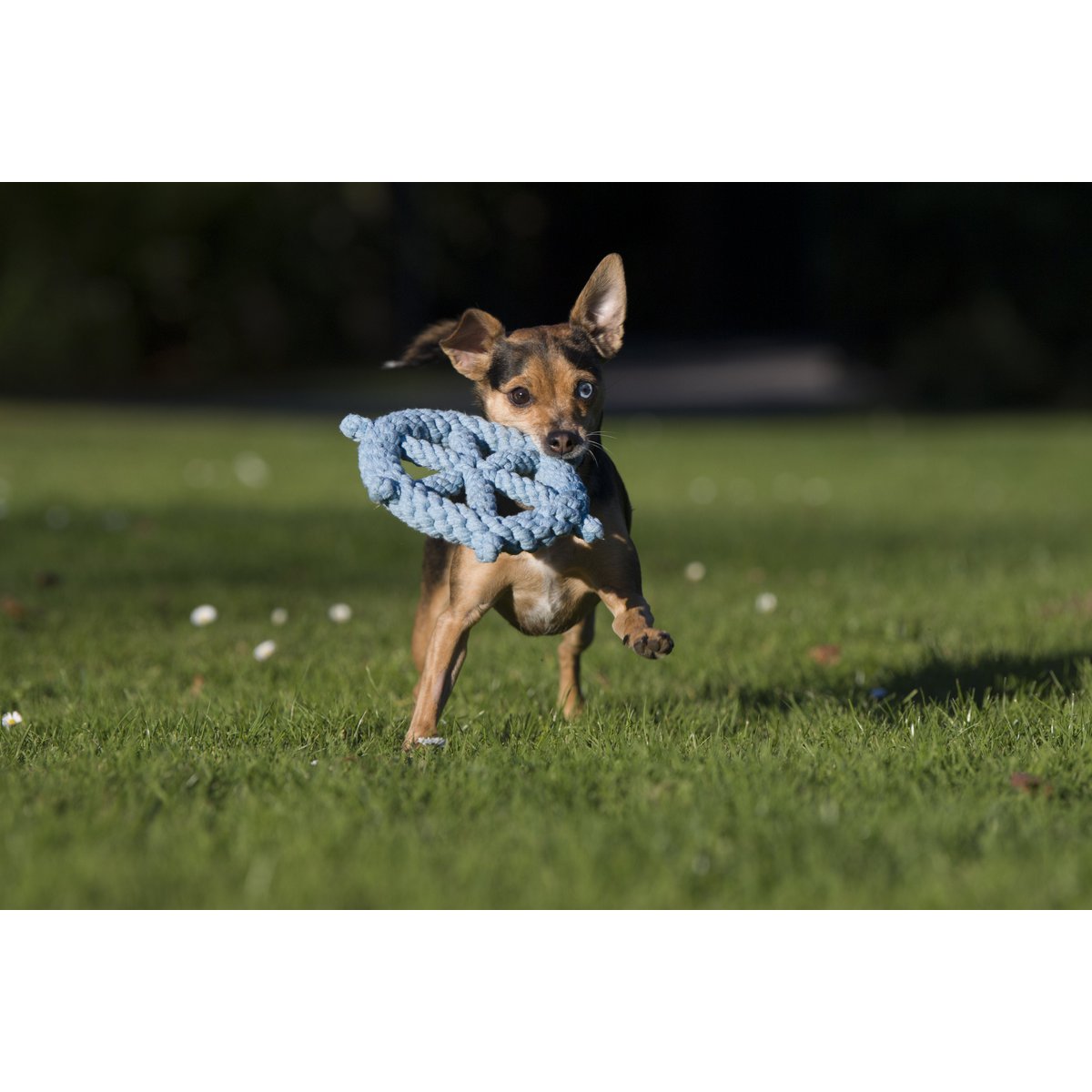 Ahoy LABONI - Spielzeug - Set für Hunde - Tiny Paws Boutique