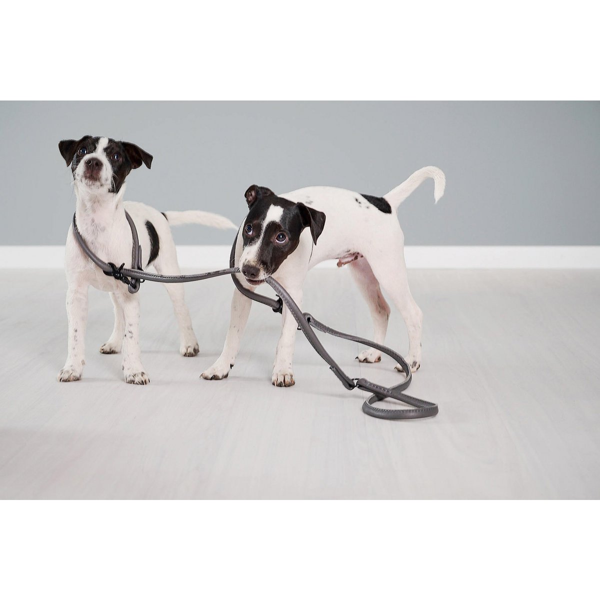 AMICI Anthrazit - Elegante Rundleine für modebewusste Hundefreunde - Tiny Paws Boutique