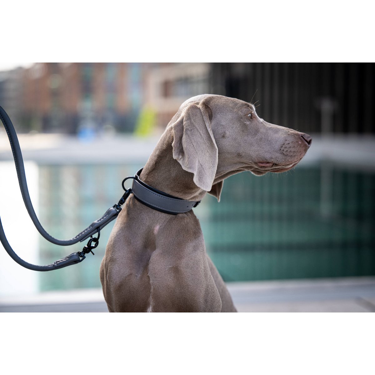 AMICI Anthrazit - Elegante Rundleine für modebewusste Hundefreunde - Tiny Paws Boutique
