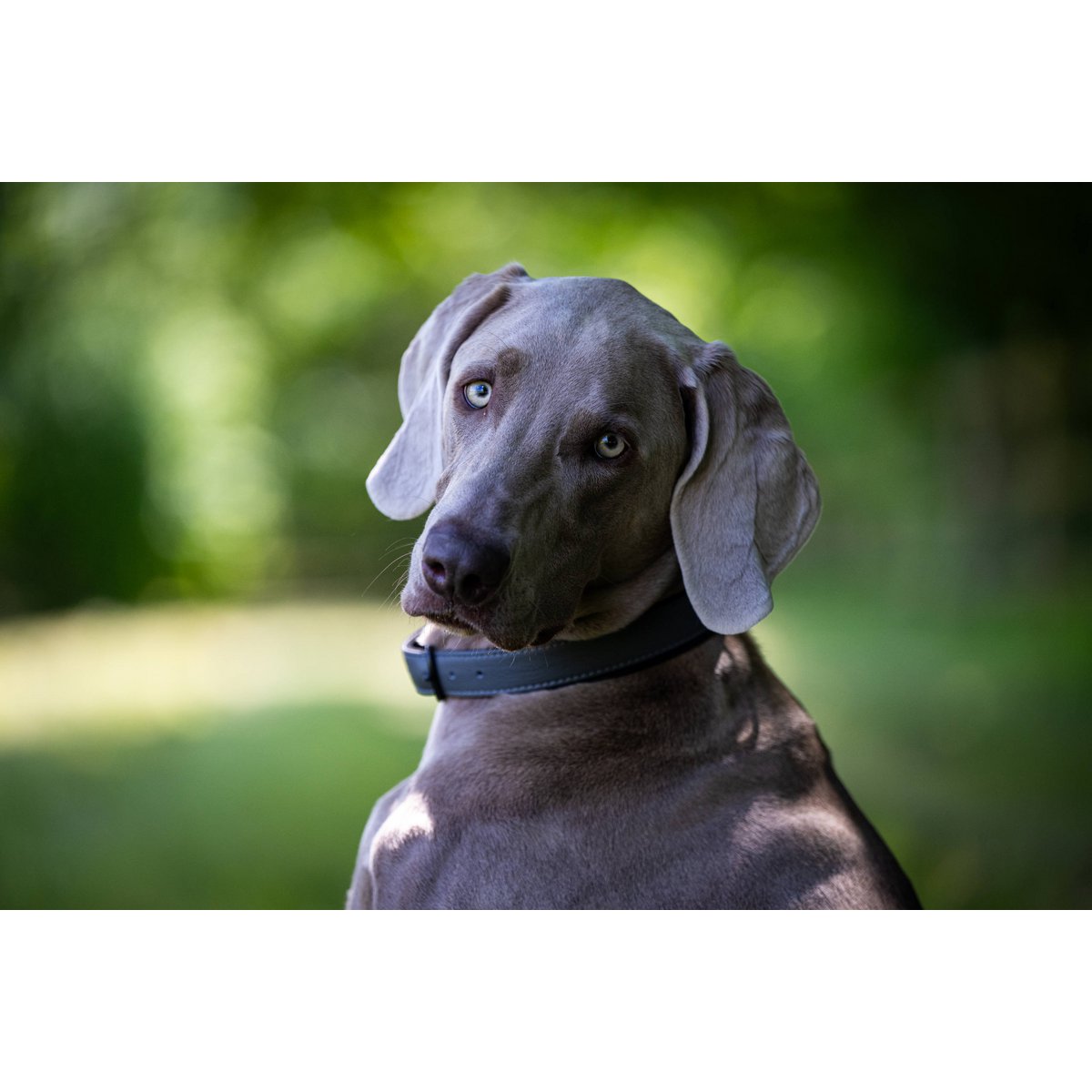 AMICI Anthrazit - Stilvolles Nappa - Halsband für modebewusste Hundefreunde - Tiny Paws Boutique