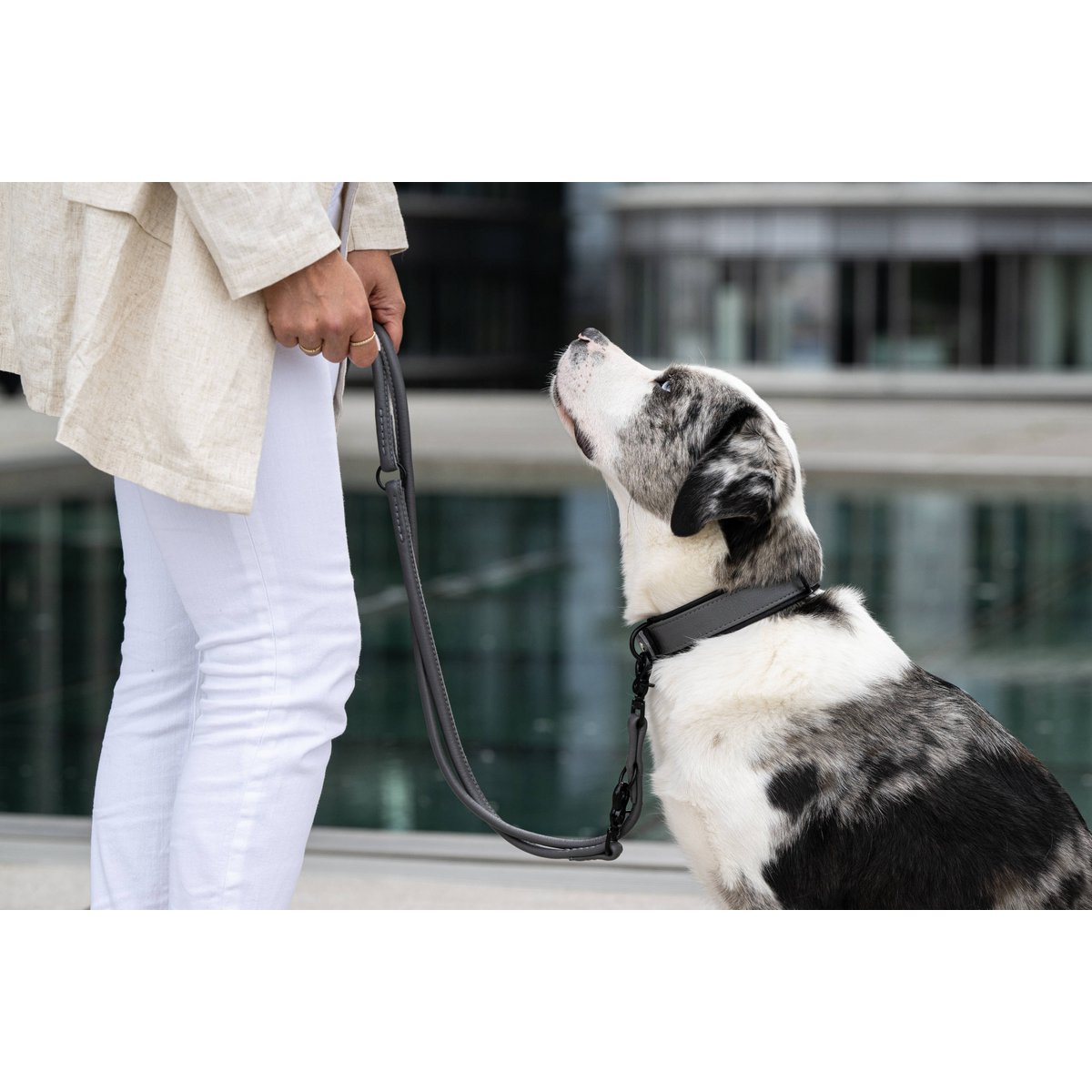 AMICI Anthrazit - Stilvolles Nappa - Halsband für modebewusste Hundefreunde - Tiny Paws Boutique