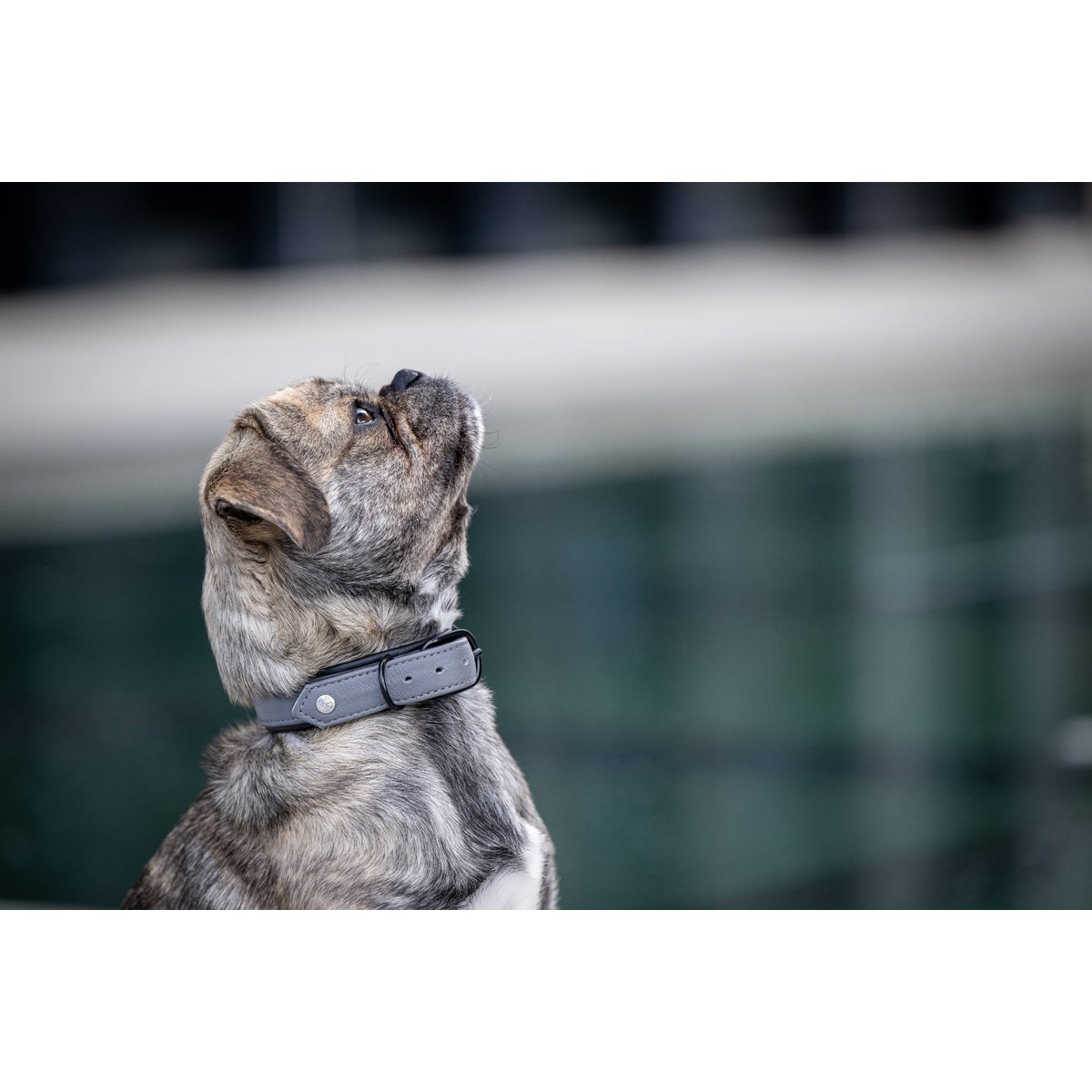 AMICI Anthrazit - Stilvolles Nappa - Halsband für modebewusste Hundefreunde - Tiny Paws Boutique