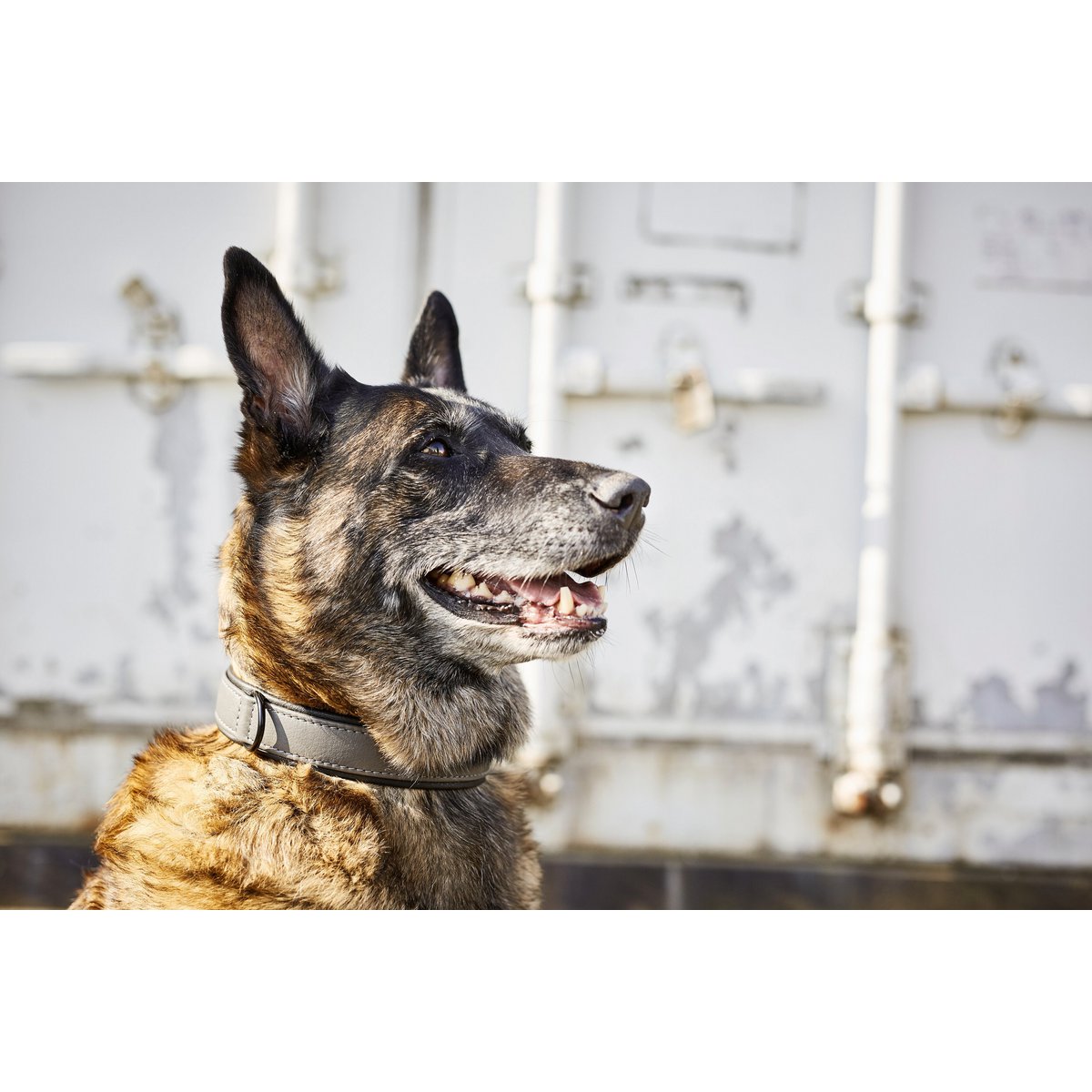 AMICI Anthrazit - Stilvolles Nappa - Halsband für modebewusste Hundefreunde - Tiny Paws Boutique