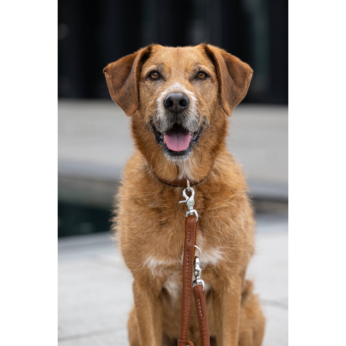 AMICI Cognac - Elegante Rundleine für modebewusste Hundefreunde - Tiny Paws Boutique