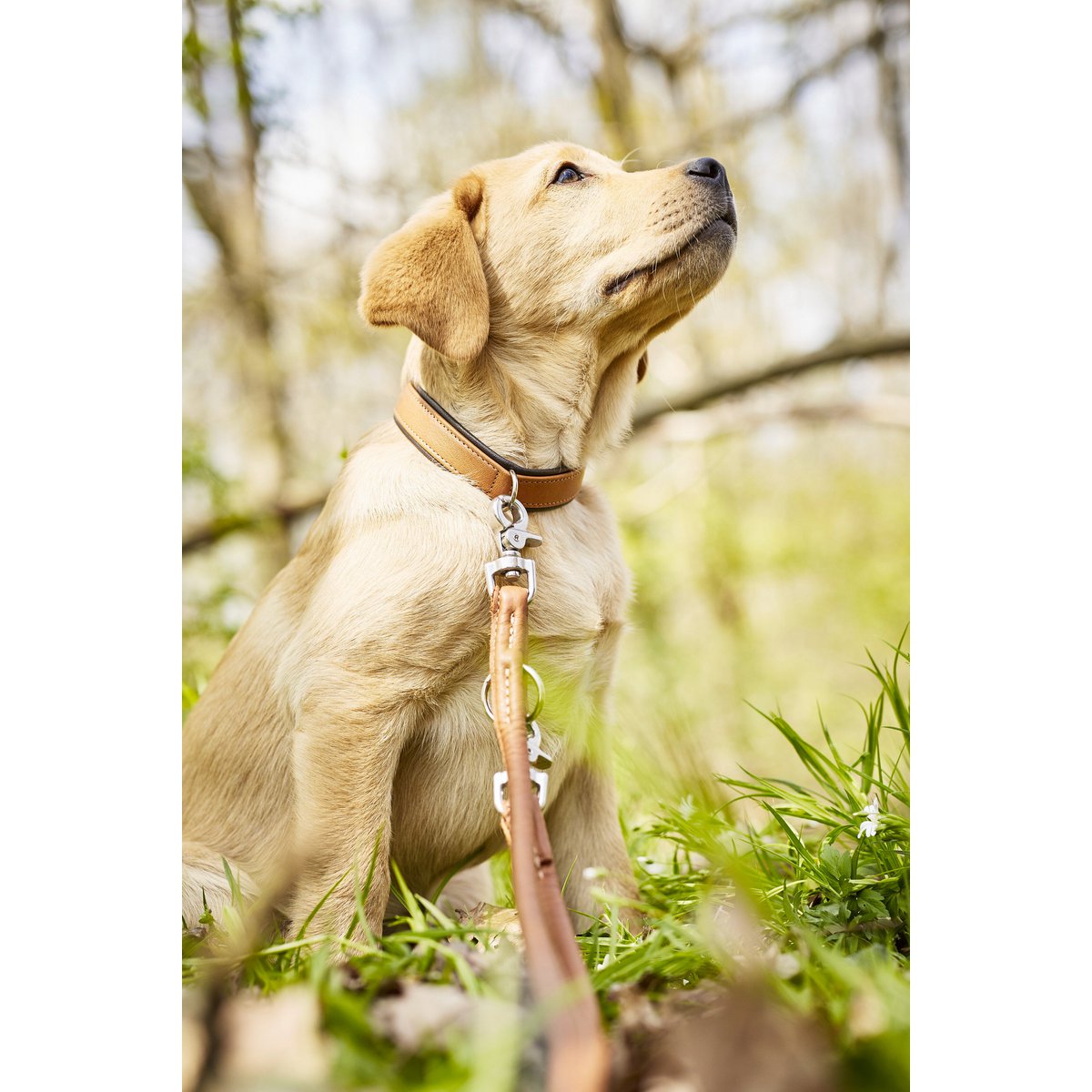 AMICI Cognac - Stilvolles Nappa - Halsband für modebewusste Hundefreunde - Tiny Paws Boutique