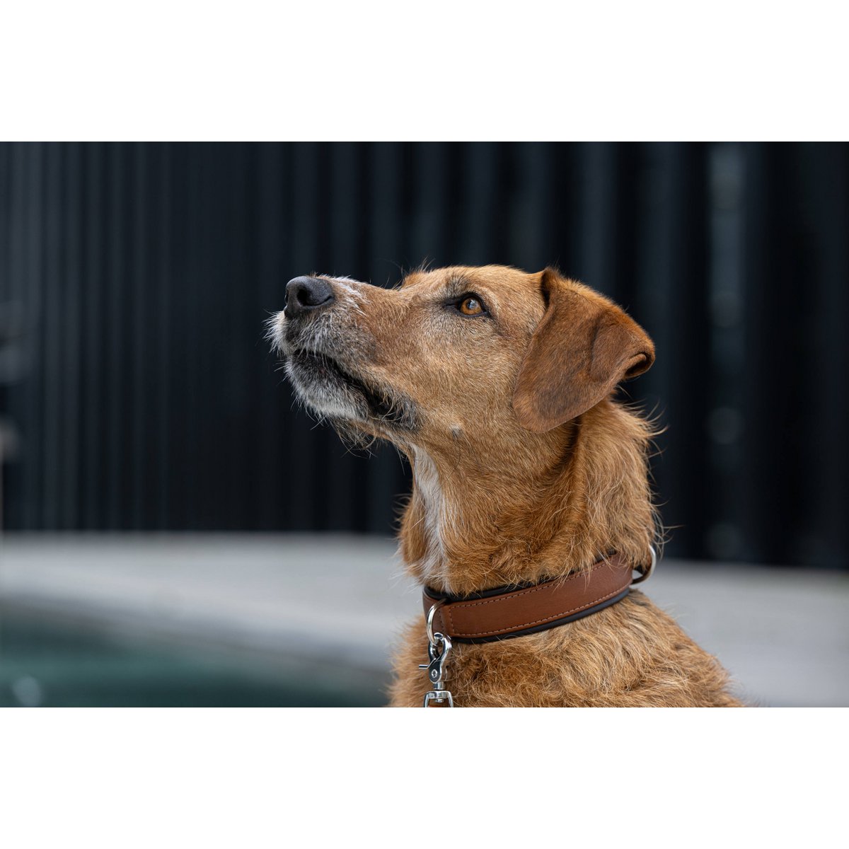 AMICI Cognac - Stilvolles Nappa - Halsband für modebewusste Hundefreunde - Tiny Paws Boutique