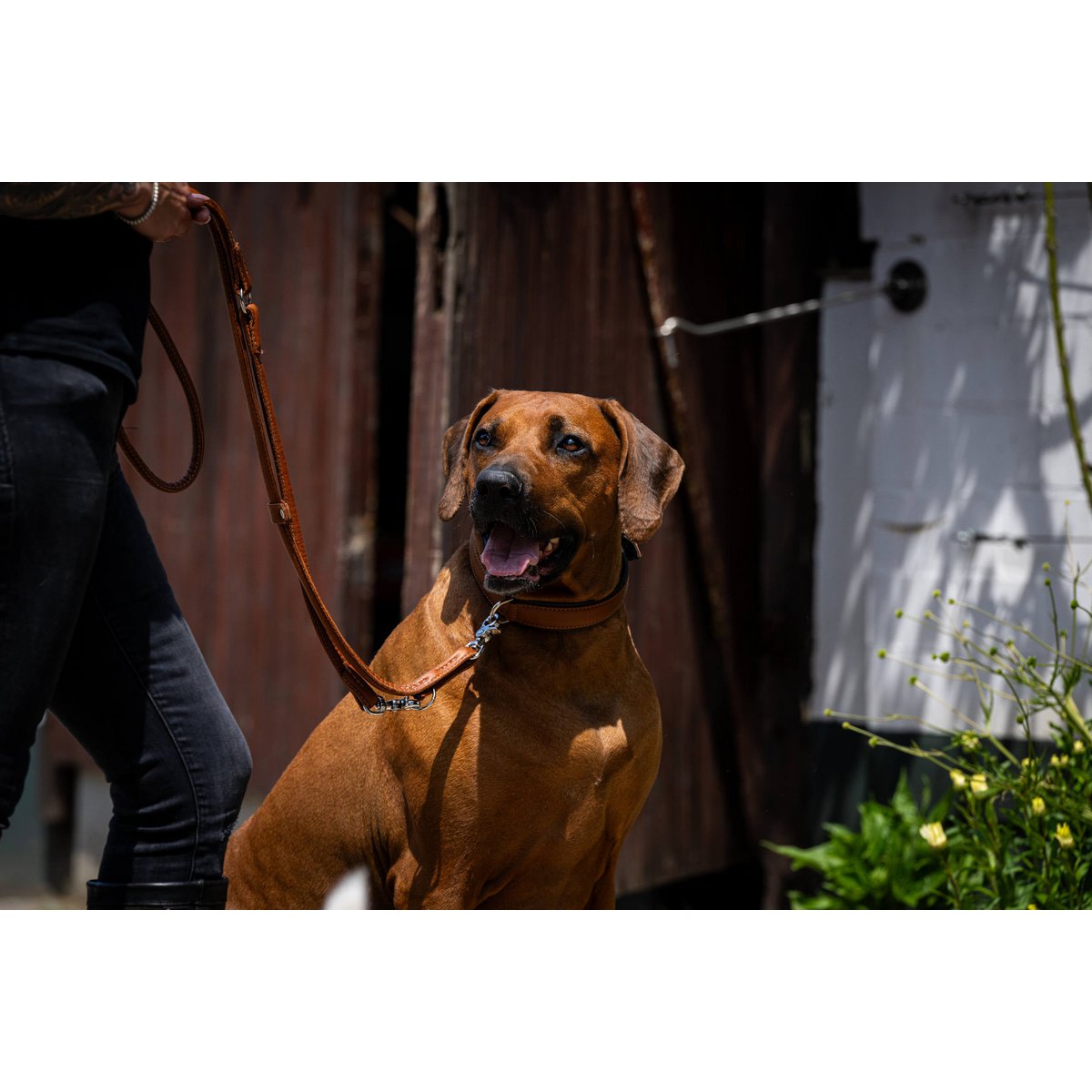 AMICI Cognac - Stilvolles Nappa - Halsband für modebewusste Hundefreunde - Tiny Paws Boutique