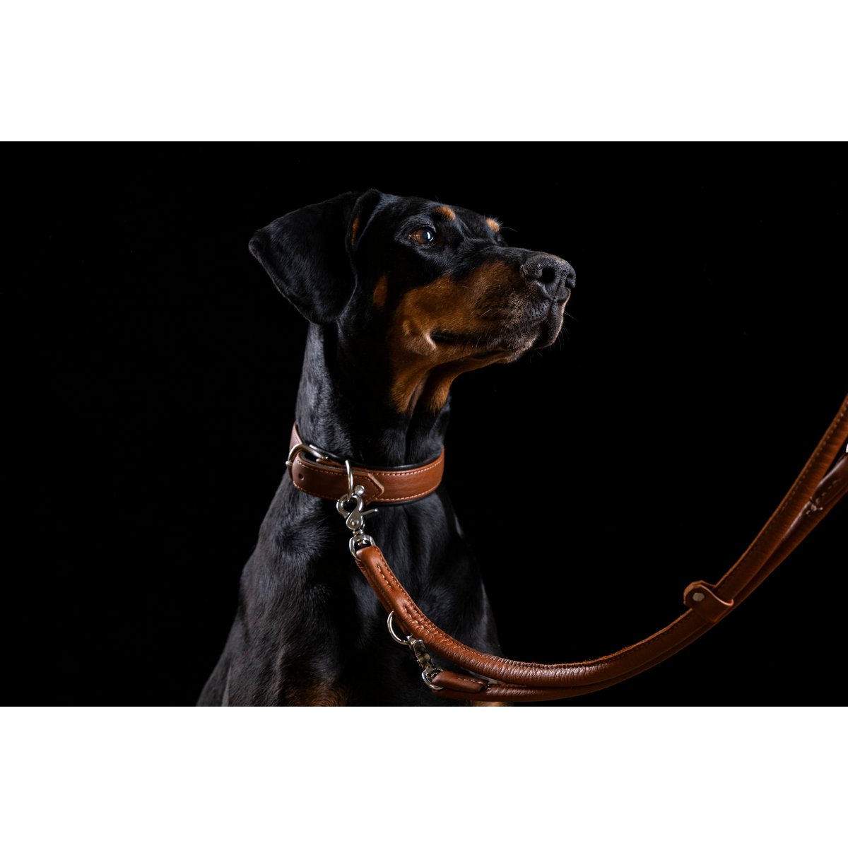 AMICI Cognac - Stilvolles Nappa - Halsband für modebewusste Hundefreunde - Tiny Paws Boutique