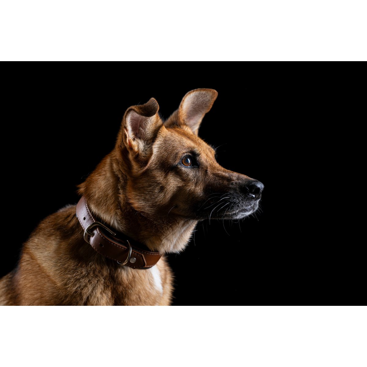 AMICI Cognac - Stilvolles Nappa - Halsband für modebewusste Hundefreunde - Tiny Paws Boutique