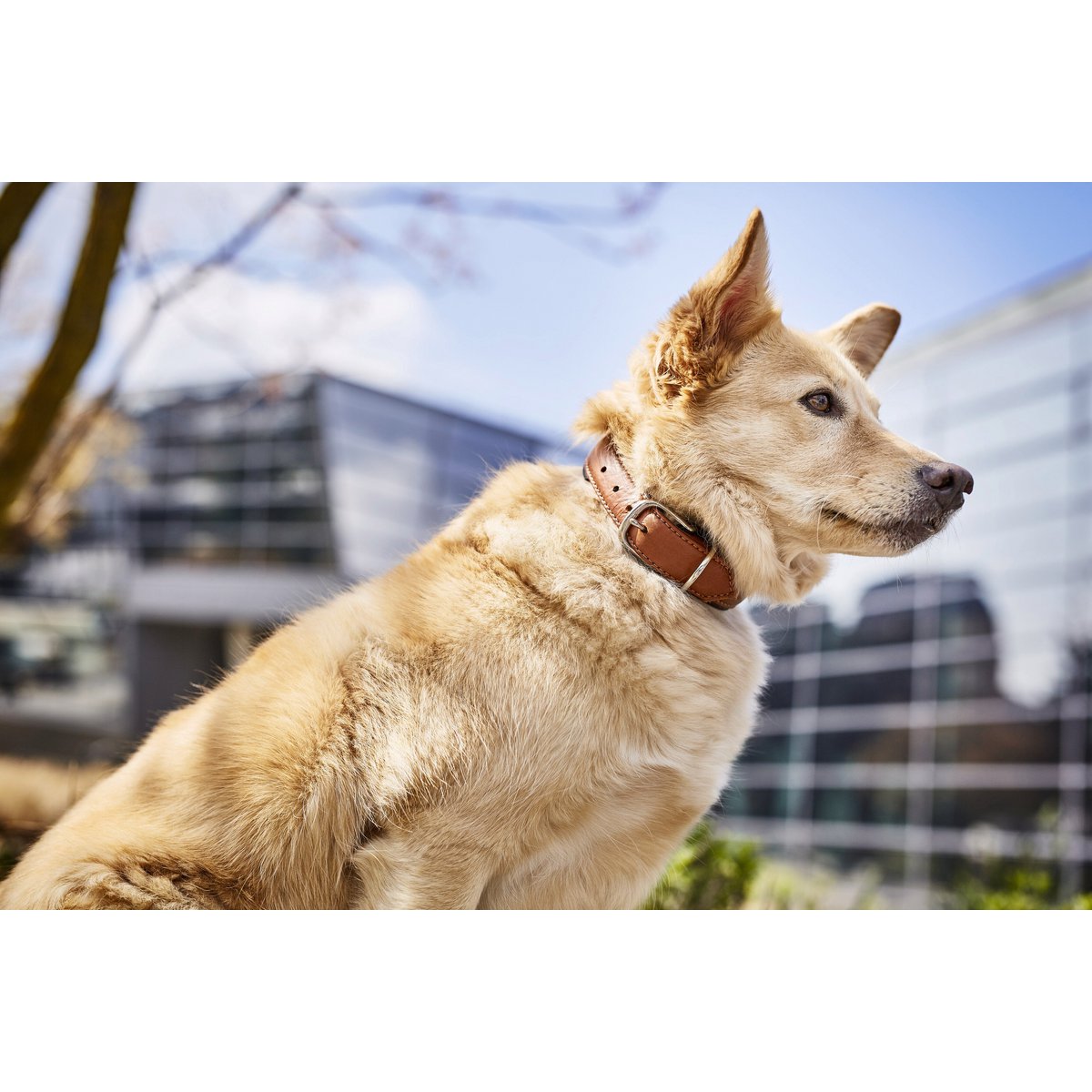AMICI Cognac - Stilvolles Nappa - Halsband für modebewusste Hundefreunde - Tiny Paws Boutique