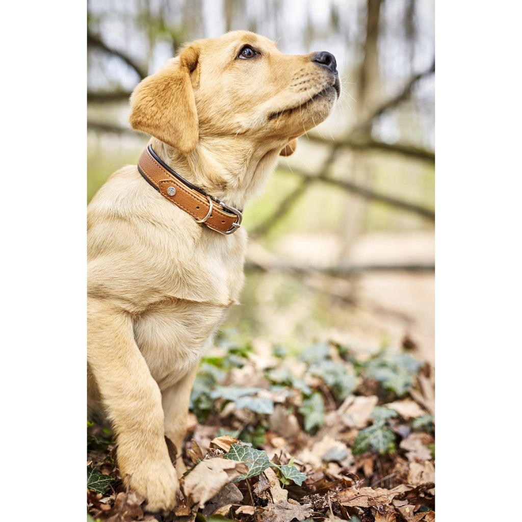 AMICI Cognac - Stilvolles Nappa - Halsband für modebewusste Hundefreunde - Tiny Paws Boutique