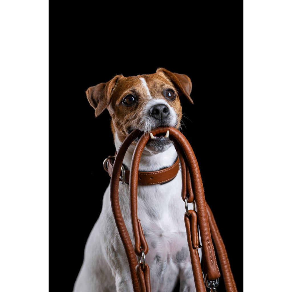 AMICI Cognac - Stilvolles Nappa - Halsband für modebewusste Hundefreunde - Tiny Paws Boutique