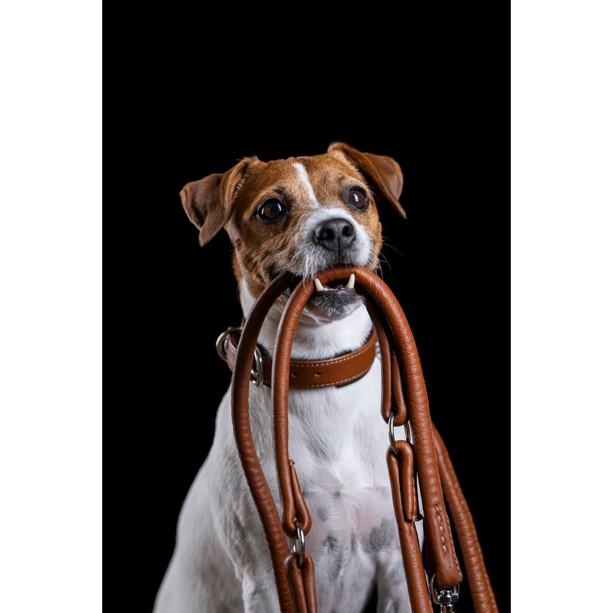 AMICI Cognac - Stilvolles Nappa - Halsband für modebewusste Hundefreunde - Tiny Paws Boutique