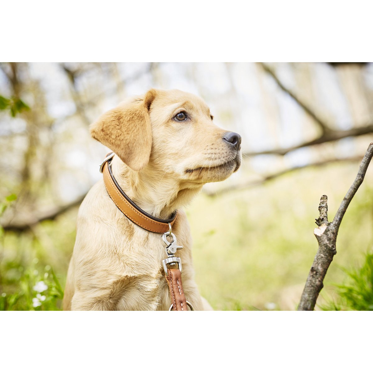 AMICI Cognac - Stilvolles Nappa - Halsband für modebewusste Hundefreunde - Tiny Paws Boutique