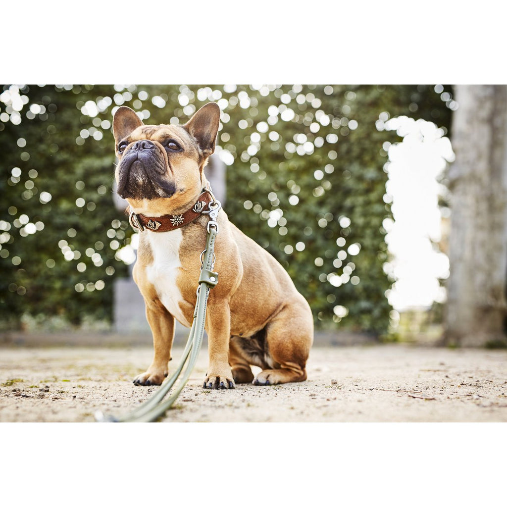 AMICI Dark Green - Elegante Rundleine für modebewusste Hundefreunde - Tiny Paws Boutique