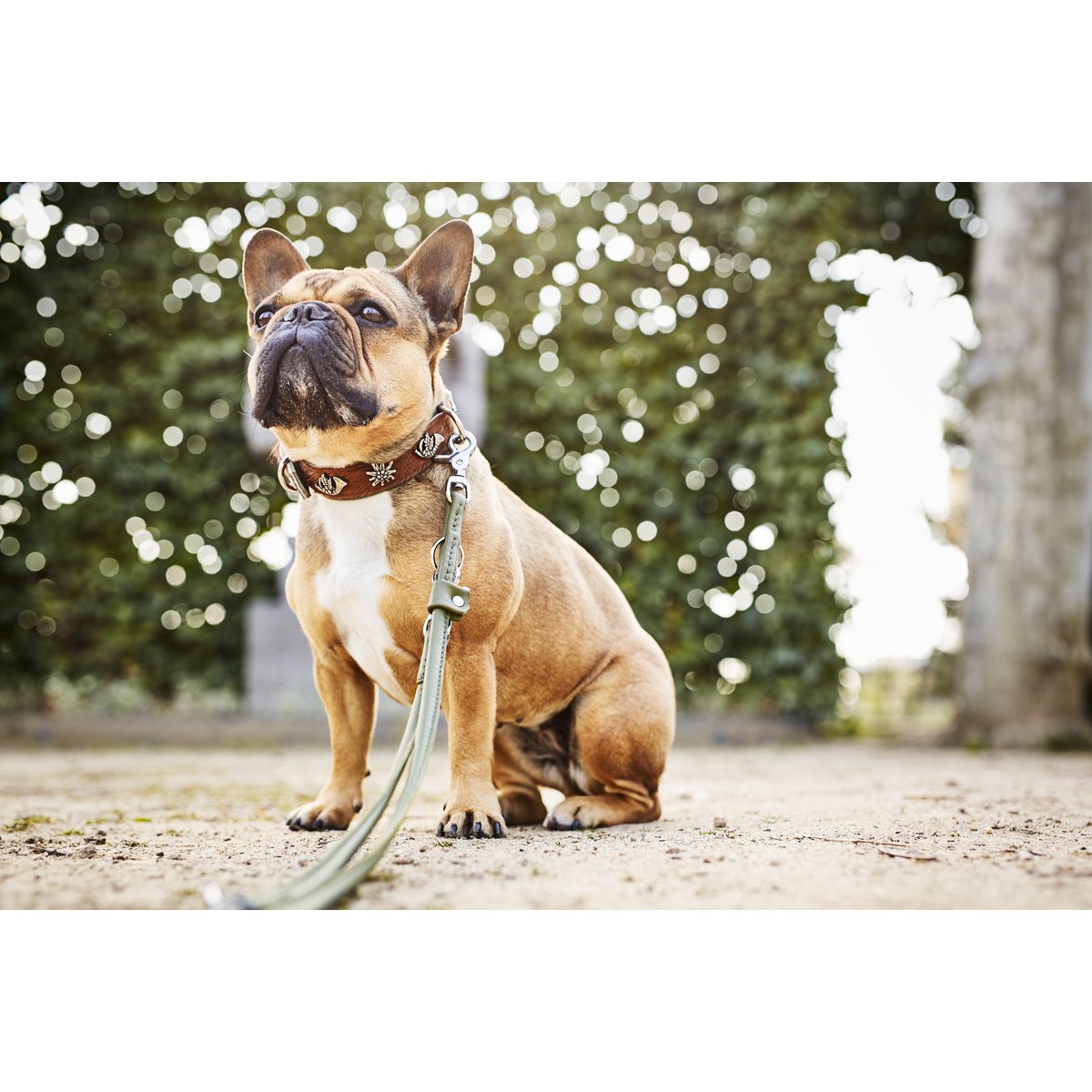 AMICI Dark Green - Elegante Rundleine für modebewusste Hundefreunde - Tiny Paws Boutique