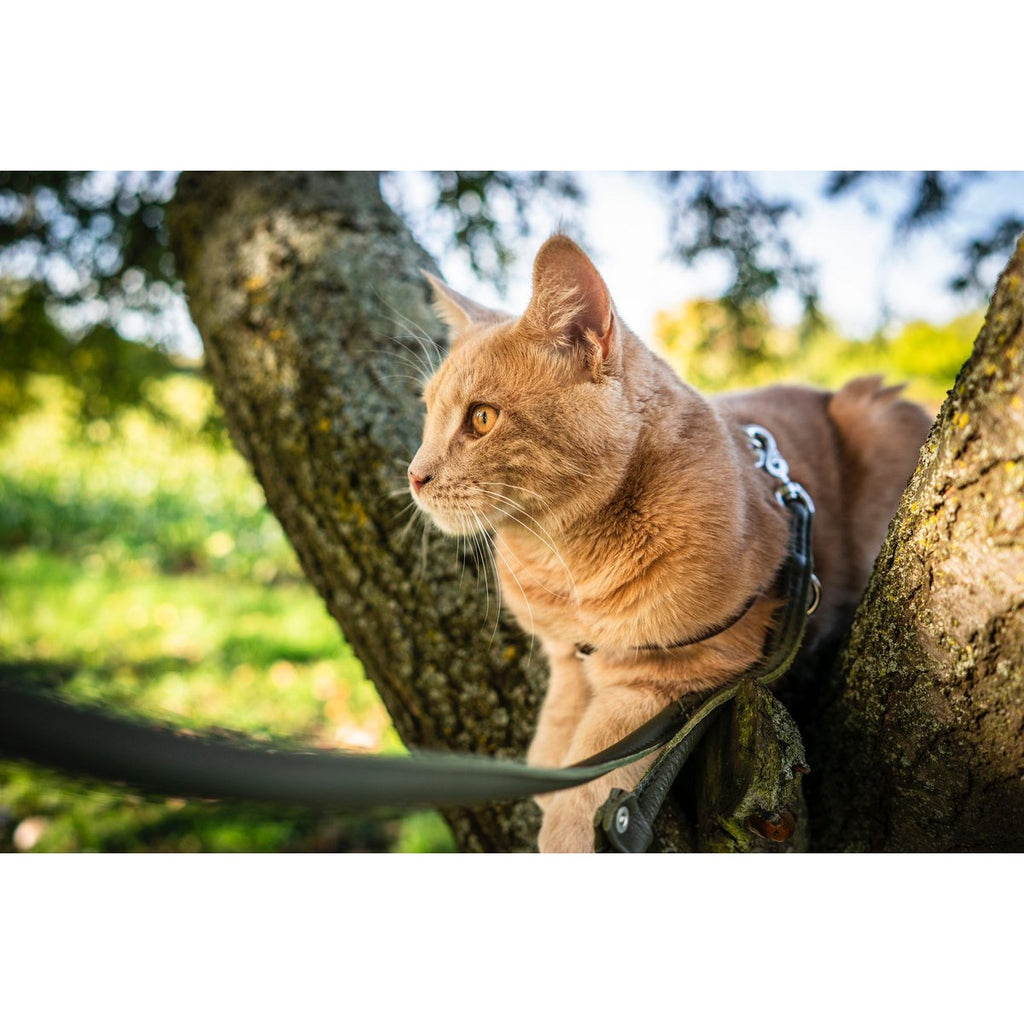 AMICI Dark Green - Elegante Rundleine für modebewusste Hundefreunde - Tiny Paws Boutique