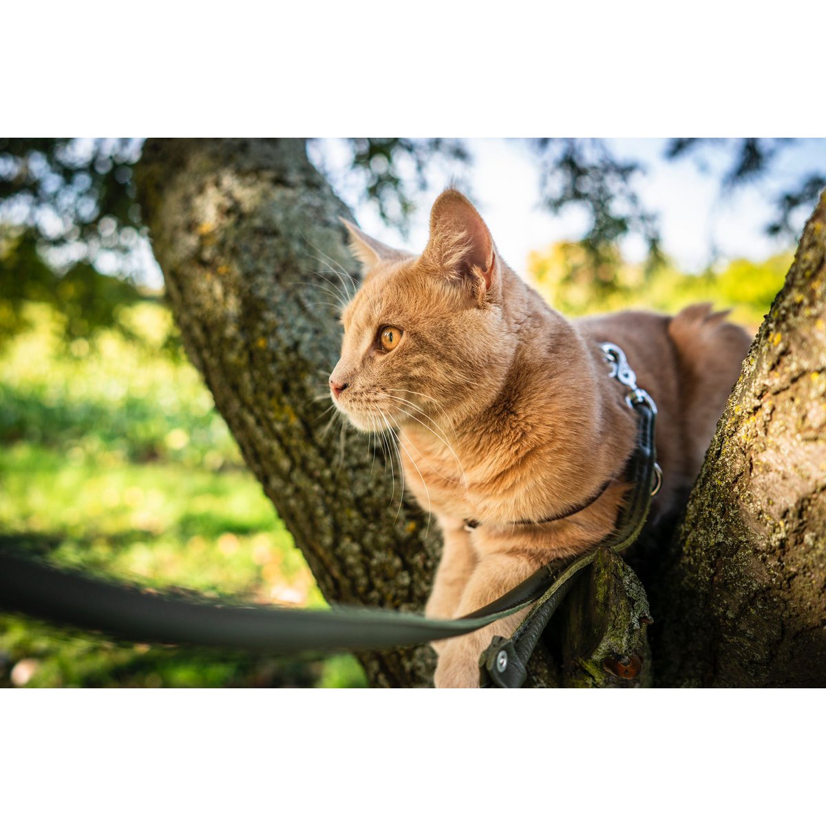 AMICI Dark Green - Elegante Rundleine für modebewusste Hundefreunde - Tiny Paws Boutique