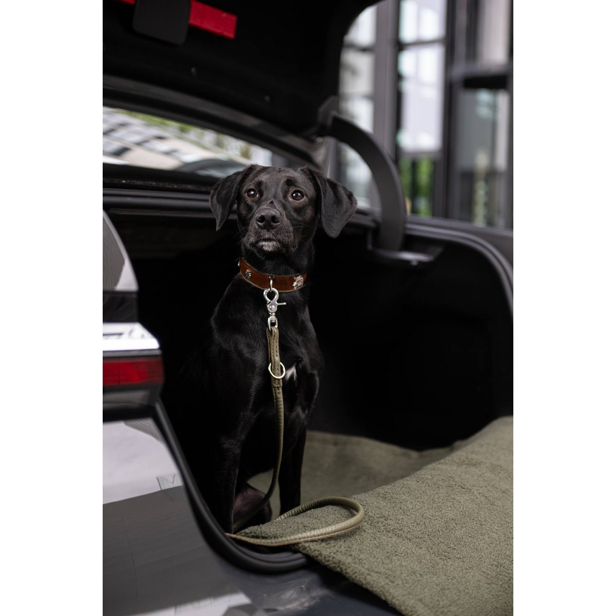 AMICI Dark Green - Elegante Rundleine für modebewusste Hundefreunde - Tiny Paws Boutique