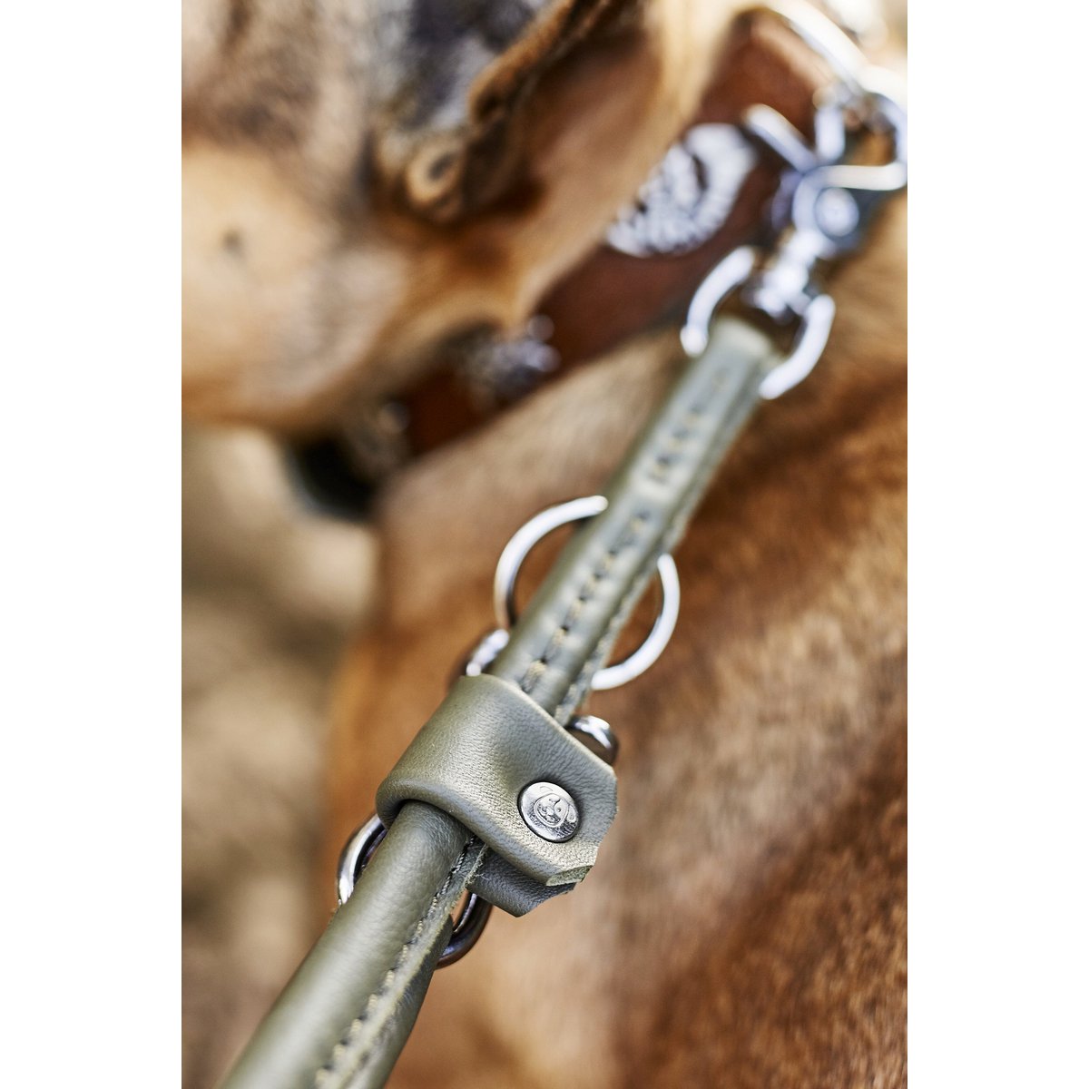 AMICI Dark Green - Elegante Rundleine für modebewusste Hundefreunde - Tiny Paws Boutique