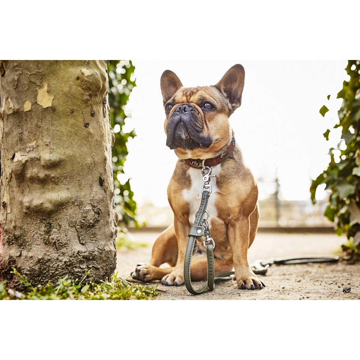 AMICI Dark Green - Elegante Rundleine für modebewusste Hundefreunde - Tiny Paws Boutique