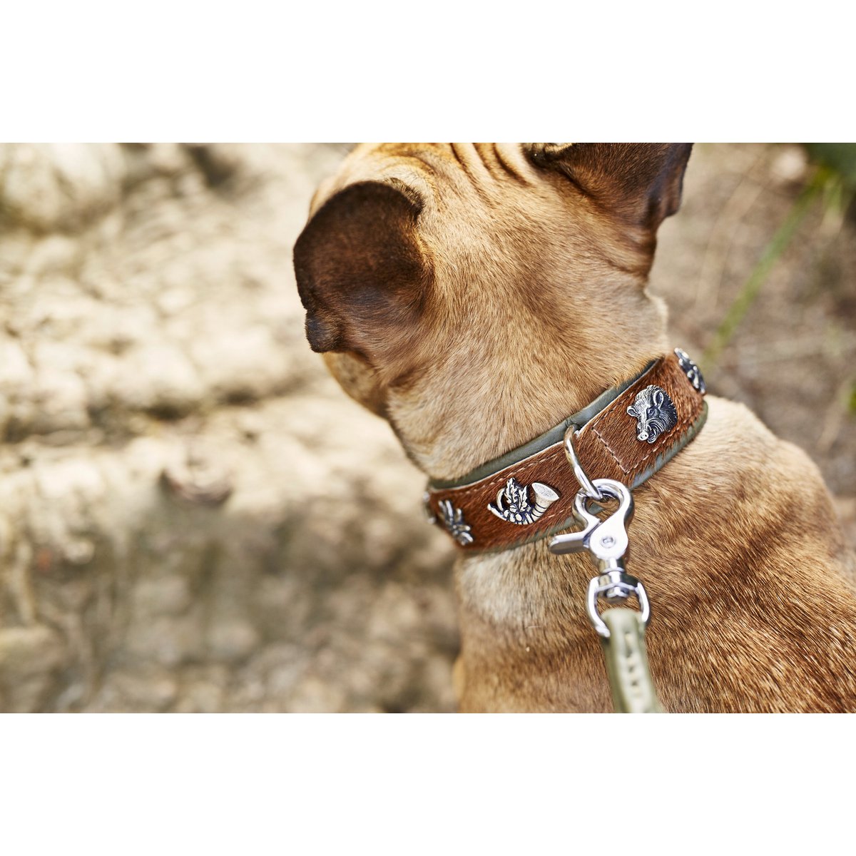 AMICI Dark Green - Elegante Rundleine für modebewusste Hundefreunde - Tiny Paws Boutique