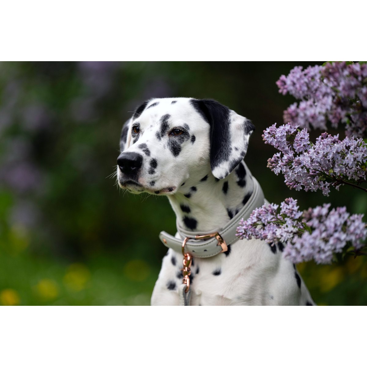 AMICI Dog Collar Light Grey - Tiny Paws Boutique