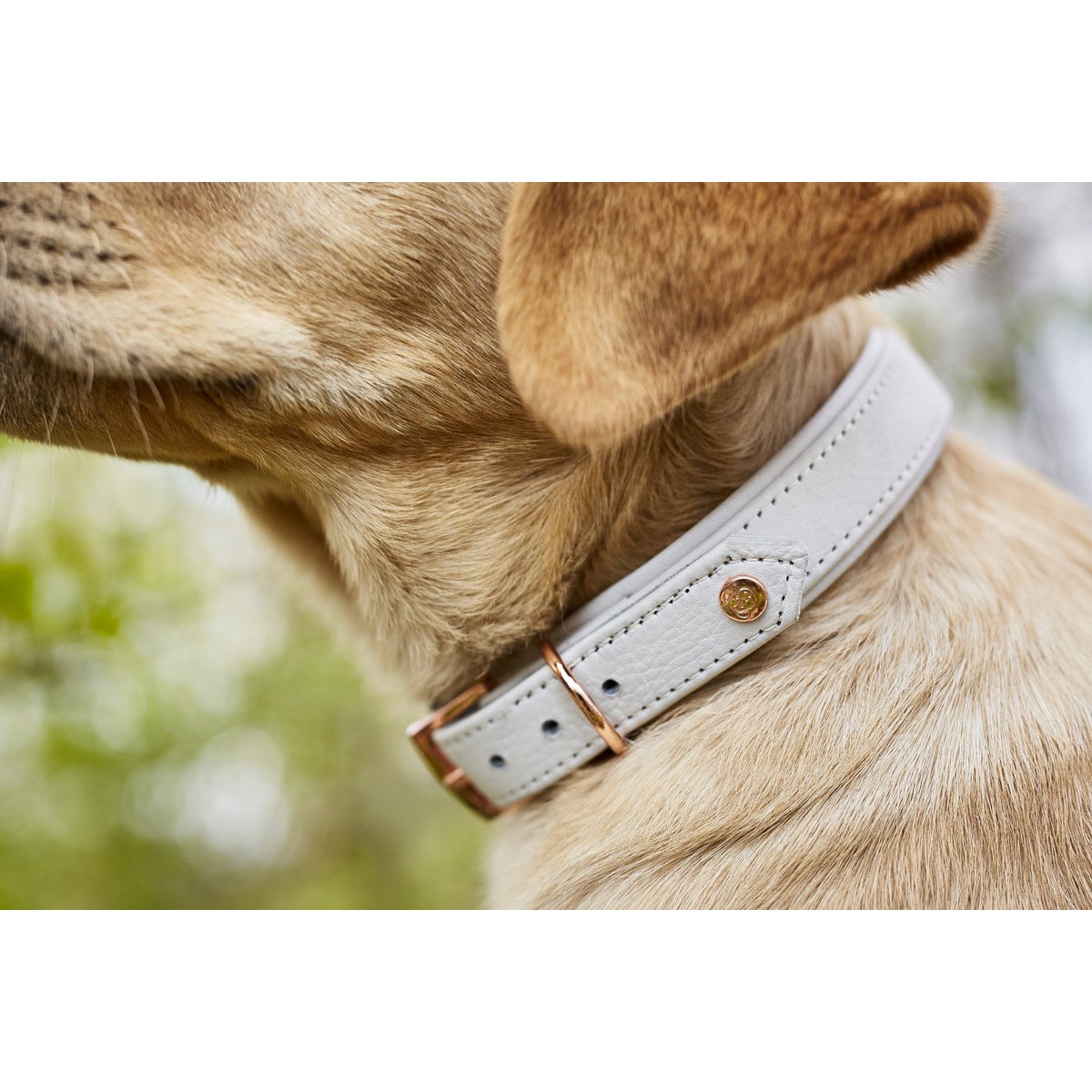 AMICI Dog Collar Light Grey - Tiny Paws Boutique