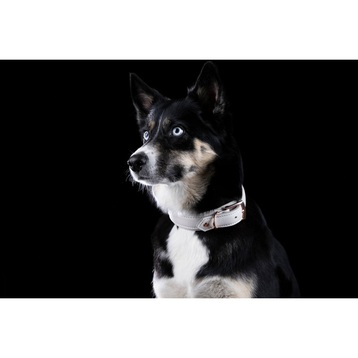 AMICI Dog Collar Light Grey - Tiny Paws Boutique