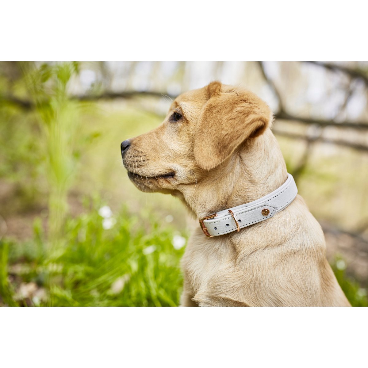 AMICI Dog Collar Light Grey - Tiny Paws Boutique
