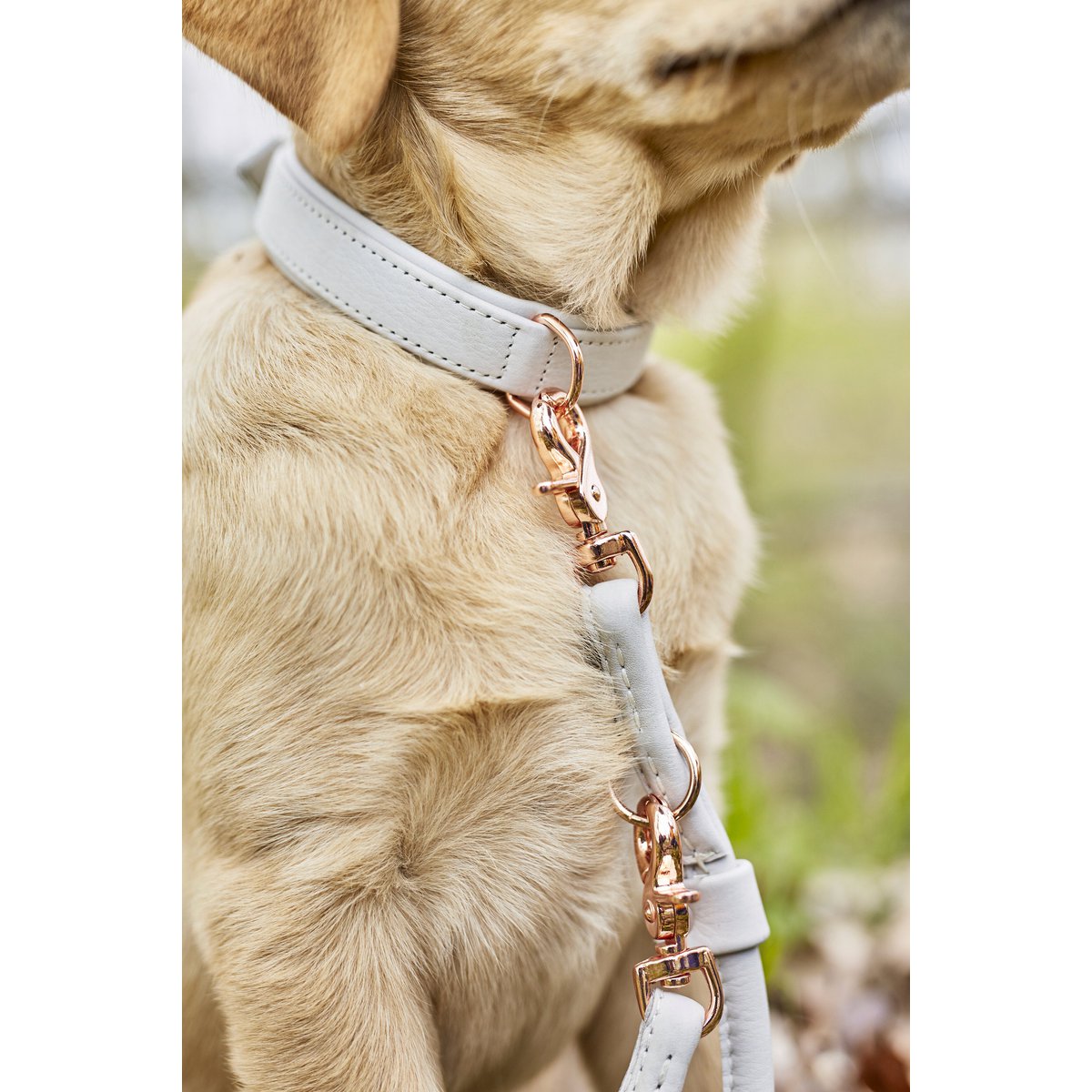 AMICI Dog Collar Light Grey - Tiny Paws Boutique