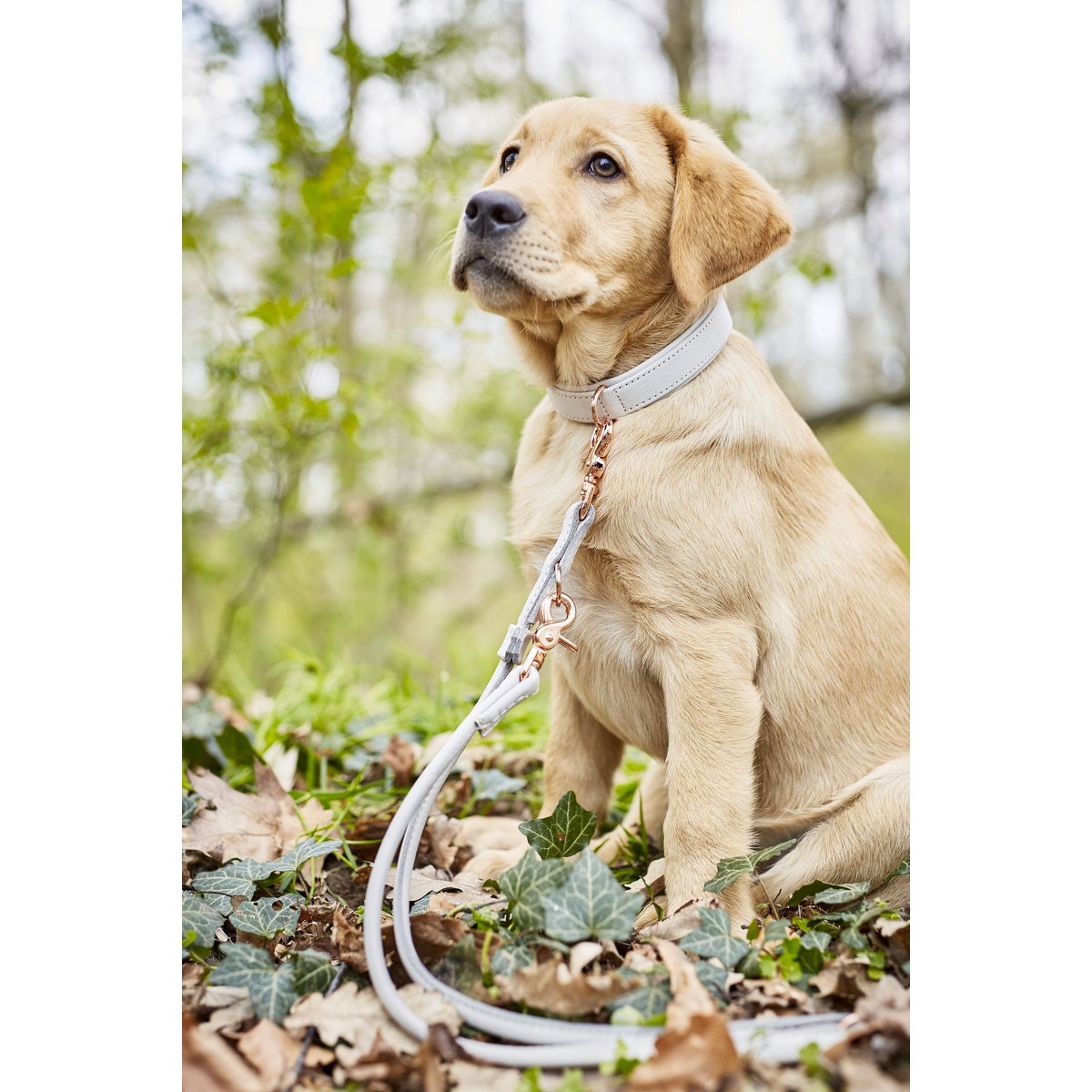 AMICI Dog Collar Light Grey - Tiny Paws Boutique