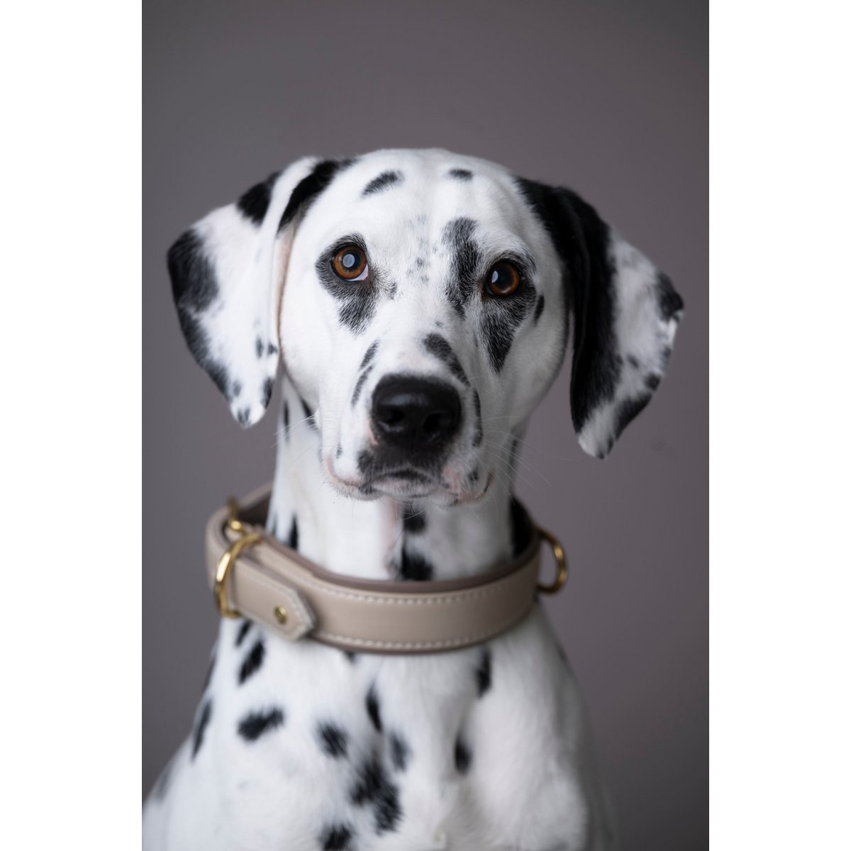 AMICI IVORY - Stilvolles Nappa - Halsband für modebewusste Hundefreunde - Tiny Paws Boutique