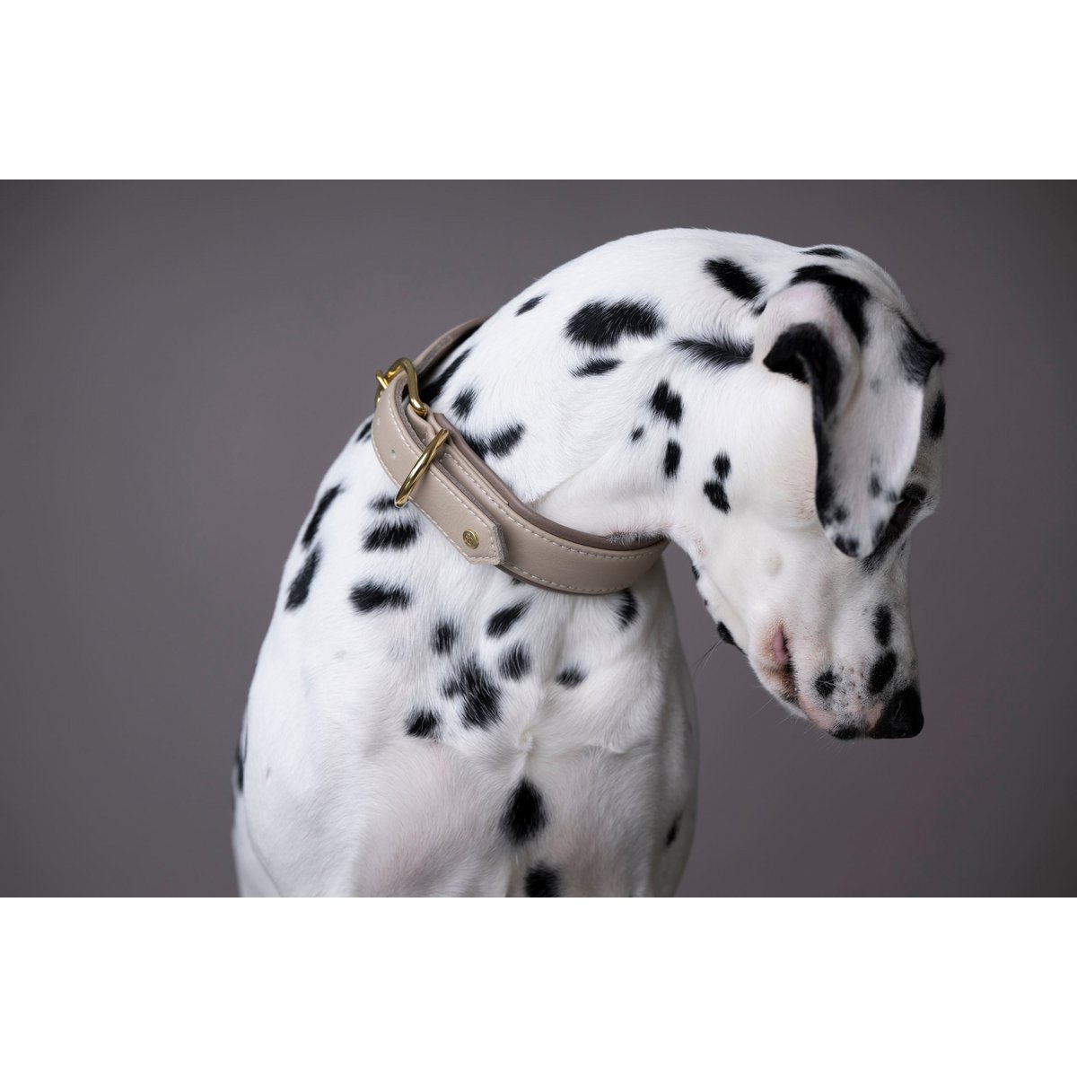 AMICI IVORY - Stilvolles Nappa - Halsband für modebewusste Hundefreunde - Tiny Paws Boutique