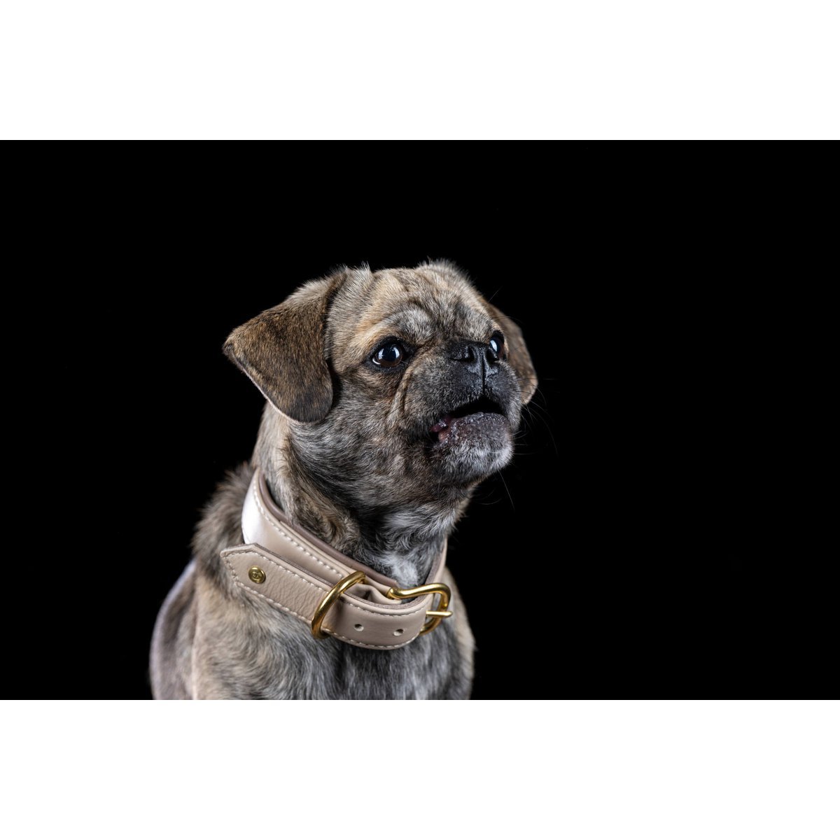 AMICI IVORY - Stilvolles Nappa - Halsband für modebewusste Hundefreunde - Tiny Paws Boutique