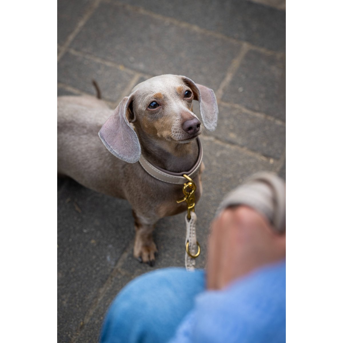 AMICI IVORY - Stilvolles Nappa - Halsband für modebewusste Hundefreunde - Tiny Paws Boutique