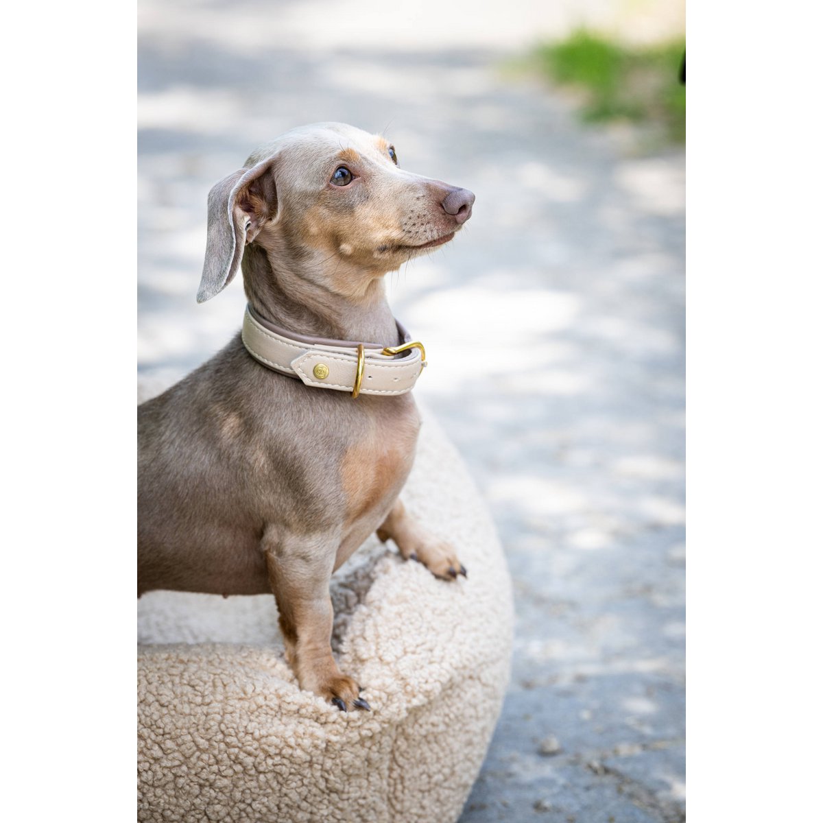 AMICI IVORY - Stilvolles Nappa - Halsband für modebewusste Hundefreunde - Tiny Paws Boutique