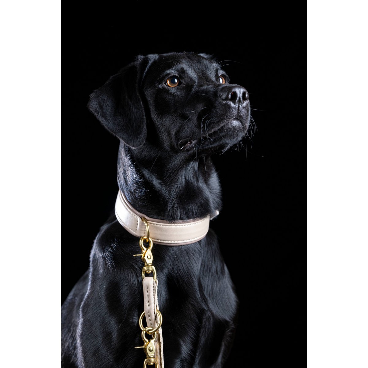 AMICI IVORY - Stilvolles Nappa - Halsband für modebewusste Hundefreunde - Tiny Paws Boutique