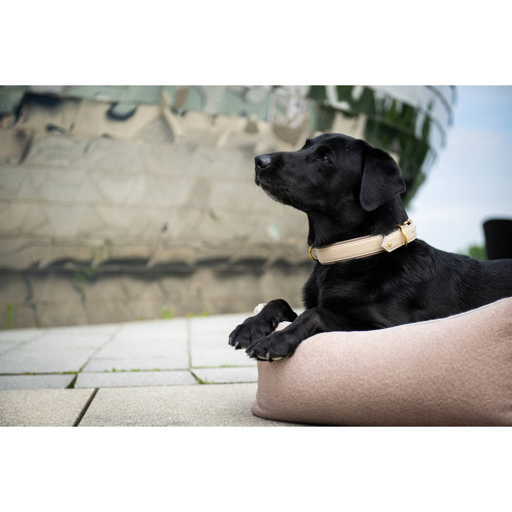 AMICI IVORY - Stilvolles Nappa - Halsband für modebewusste Hundefreunde - Tiny Paws Boutique