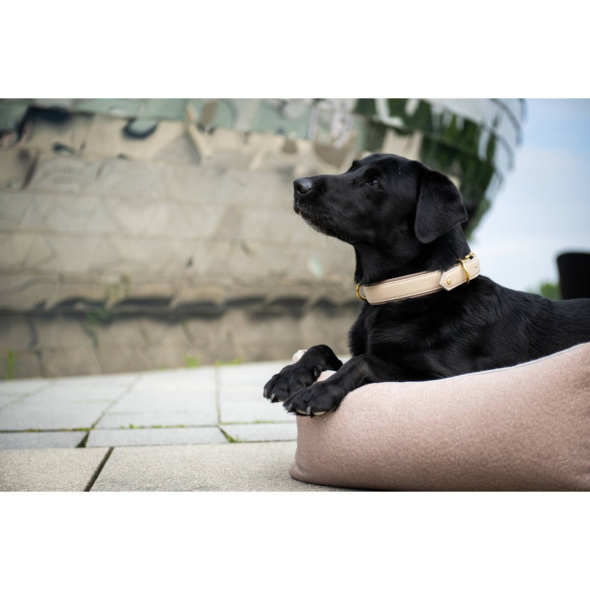 AMICI IVORY - Stilvolles Nappa - Halsband für modebewusste Hundefreunde - Tiny Paws Boutique