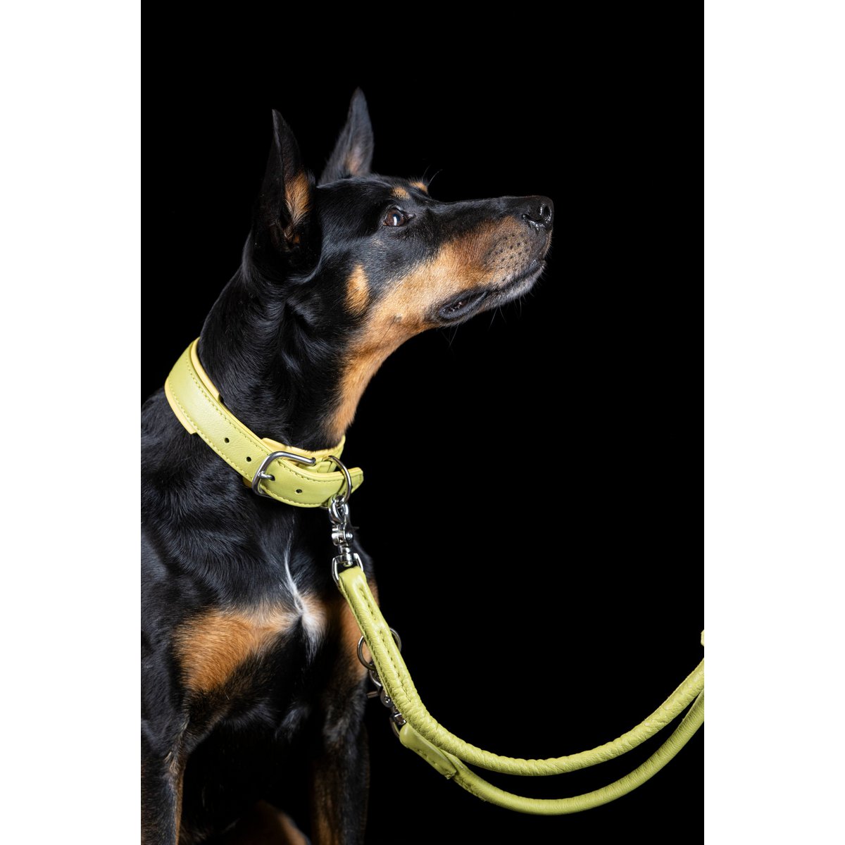 AMICI Lemon - Elegante Rundleine für modebewusste Hundefreunde - Tiny Paws Boutique
