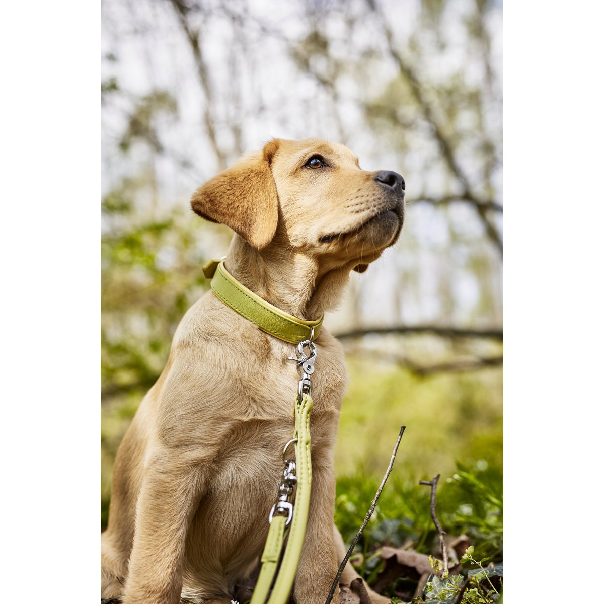 AMICI Lemon - Elegante Rundleine für modebewusste Hundefreunde - Tiny Paws Boutique